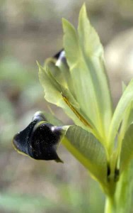 irisserpents-fleurgp