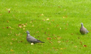 pigeon-ramier-3