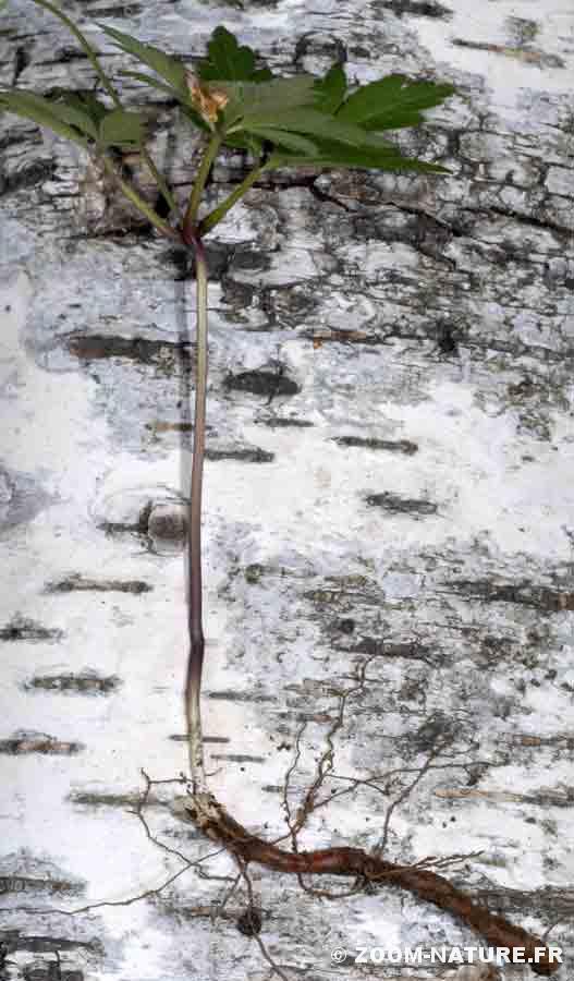 L'anémone sylvie et la litière de feuilles mortes | Zoom Nature