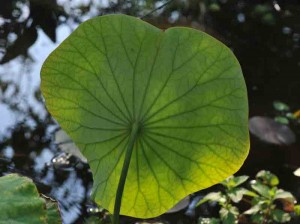 lotus-feuilles-dessous