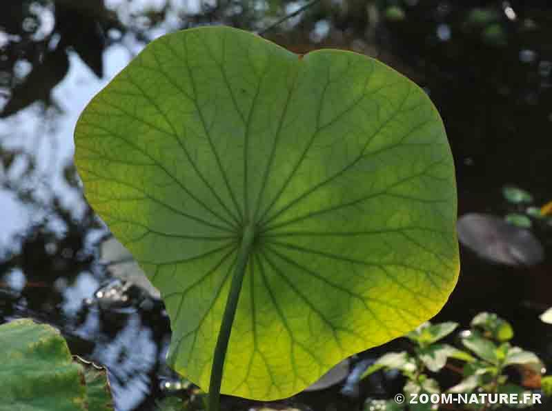 Les feuilles magiques du lotus sacré | Zoom Nature