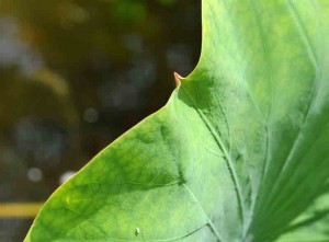lotus-feuilles-papilles