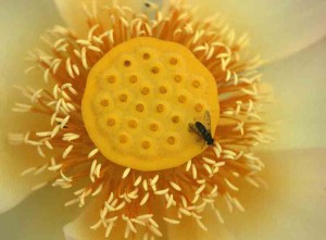 Etamines déployées le lendemain et libérant leur pollen