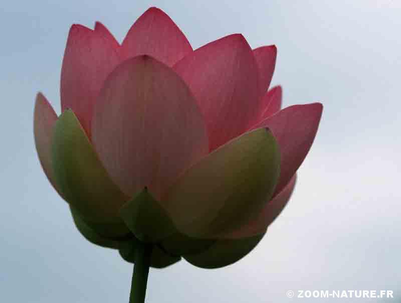 Lotus : visite guidée d'une sacrée fleur