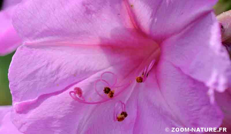 La vie chronométrée des fleurs des belles-de-nuit | Zoom Nature