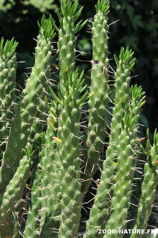 planter une feuille de cactus