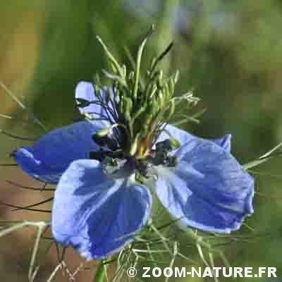 Des histoires « fleur bleue » ! | Zoom Nature