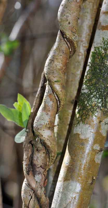 Un arbre goinfre Peric-senfonce