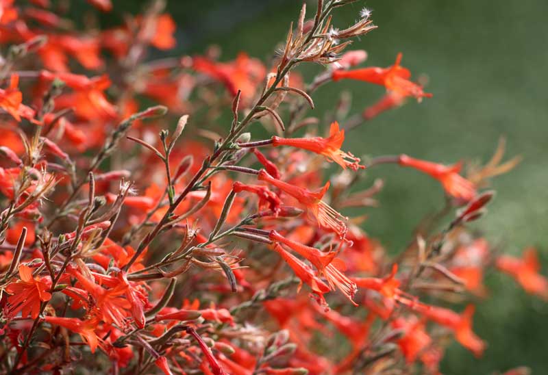 Une fleur dédiée aux colibris … mais pas que ! | Zoom Nature