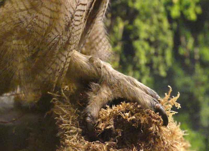 Nature. [Diaporama + vidéo] Bellemagny : lâcher d'un hibou grand-duc pour «  un vétérinaire au grand cœur »