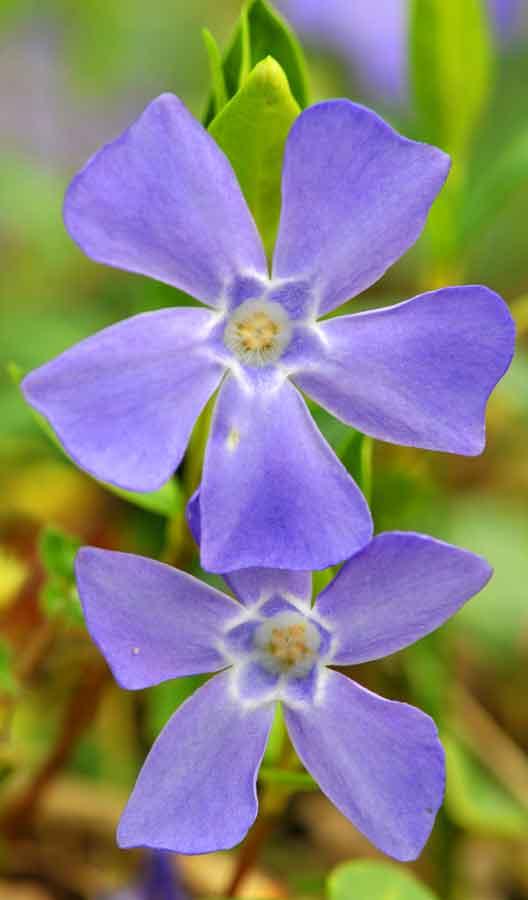 Les pervenches : très fleurs bleues | Zoom Nature