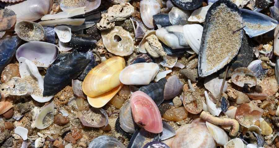 Sur la plage, coquillages et crustacés : 1-bivalves